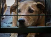 Jaringan Internasional Tumbang: Interpol Amankan Hewan Dilindungi dari Pasar Gelap