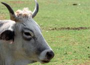 Dominasi Baru Pasar Daging Sapi Dunia Beralih ke Brazil