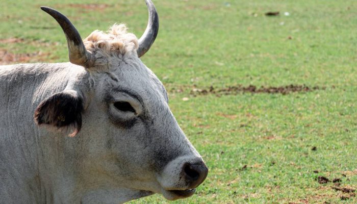 Dominasi Baru Pasar Daging Sapi Dunia Beralih ke Brazil