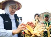 Gubernur Khofifah Pimpin Panen Raya Jagung Serentak, Produksi Jatim Terus Digenjot