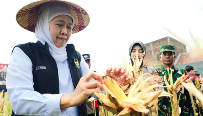 Gubernur Khofifah Pimpin Panen Raya Jagung Serentak, Produksi Jatim Terus Digenjot