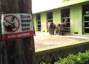 Kejati Jatim Usut Dugaan Korupsi Kebun Binatang Surabaya Selama Lebih dari Satu Dekade