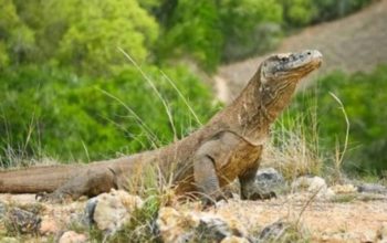Kebun Binatang Surabaya Pinjamkan Komodo ke Jepang, Fokus Pelestarian