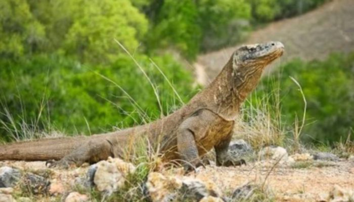 Kebun Binatang Surabaya Pinjamkan Komodo ke Jepang, Fokus Pelestarian