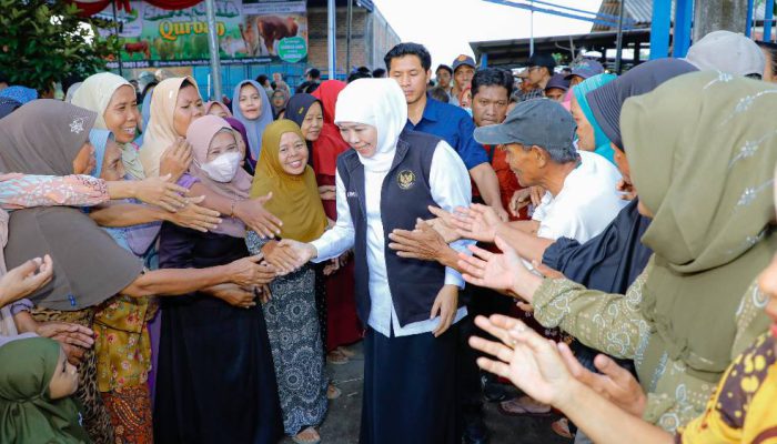Gubernur Khofifah Pastikan Kurban Berkualitas, Pilih Sapi Super di Mojokerto
