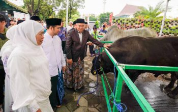 Sapi Kurban Presiden Prabowo Berbobot 1,1 Ton Diserahkan di Masjid Al Akbar Surabaya
