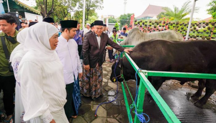 Sapi Kurban Presiden Prabowo Berbobot 1,1 Ton Diserahkan di Masjid Al Akbar Surabaya