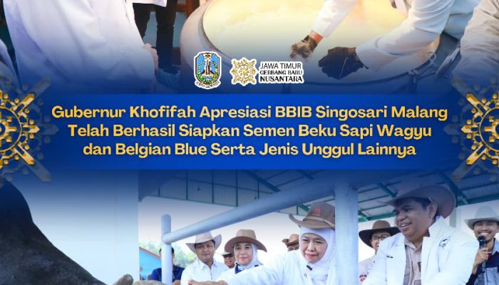 Gubernur Khofifah Apresiasi BBIB Singosari Kembangkan Semen Beku Wagyu dan Belgian Blue, Optimistis Indonesia Swasembada Daging Tiga Tahun