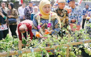 Gubernur Khofifah Panen Tomat, Sawi, Cabai dan Terong Hasil Program SIKAP di SMAN Taruna Nala