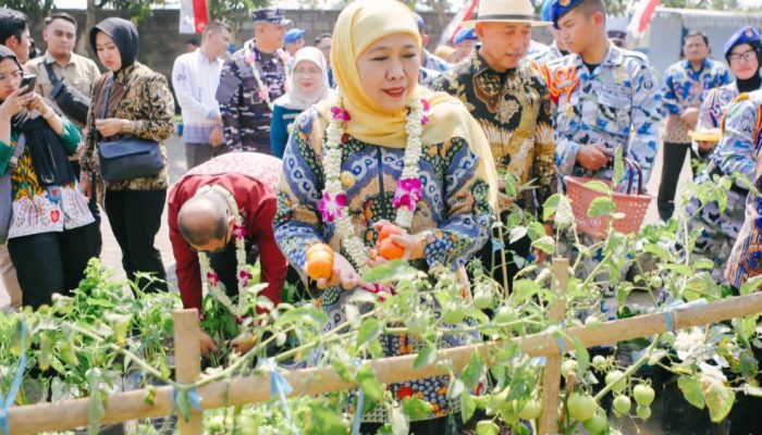 Gubernur Khofifah Panen Tomat, Sawi, Cabai dan Terong Hasil Program SIKAP di SMAN Taruna Nala