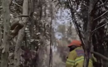 Bantu Pemadaman Karhutla, Kolonel Paulo Peragakan Penggunaan Cairan Khusus dari Brasil