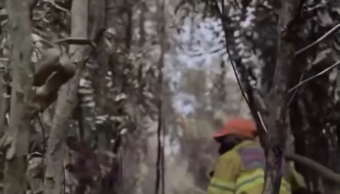 Bantu Pemadaman Karhutla, Kolonel Paulo Peragakan Penggunaan Cairan Khusus dari Brasil